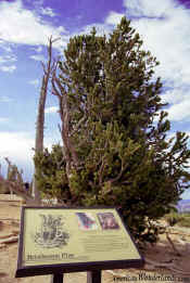 Bristlecone Pine - Bryce Canyon National Park