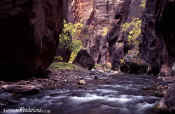 The Narrows - Zion National Park