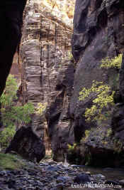 The Narrows - Zion National Park