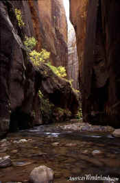 The Narrows - Zion National Park