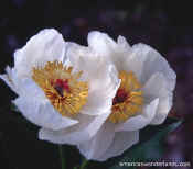 Flower pictures - peony hybrid
