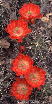 claret cup cactus wild flower