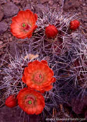 desert wild flowers - claret cup cactus photo