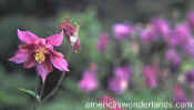 columbine photo