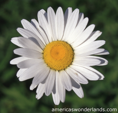 Flower Picture on Flower Pictures   Daisy Picture