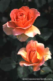rose hybrid