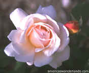 rose picture