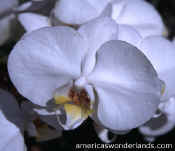 orchid picture