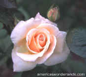 rose flower