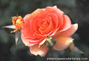 rose picture