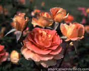 flowers rose