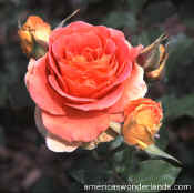 rose pic