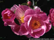 flower pictures - peony