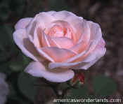 rose - flower pictures