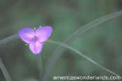 flower picture - spider wort