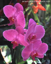 flower pictures - orchid