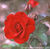 rose picture