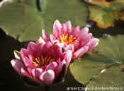 flower pix - water lily