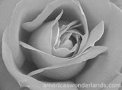 black and white rose