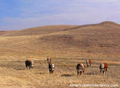 cattle in the flint hills