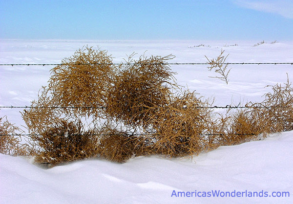 tumbleweed.jpg