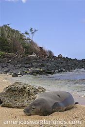 Hawaiian Monk Seal - kauai hawaii pictures