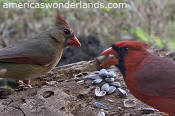 cardinal picture