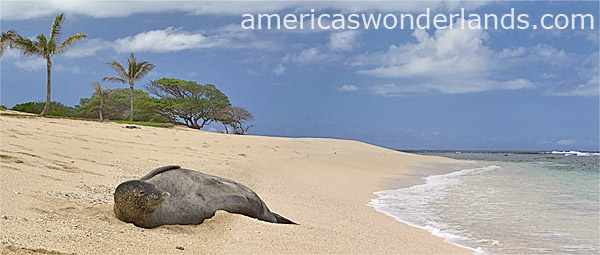 hawaiian monk seal - larsen's beach