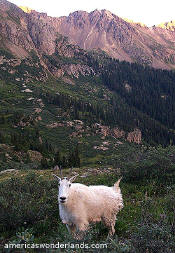 Mountain goat - weminuche wilderness