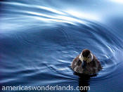 duckling - rocky mountain national park