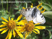 moth - weminuche wilderness