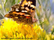 Painted Lady Butterfly - colorado