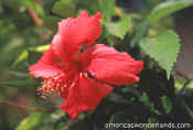 Hibiscus st john us virgin islands