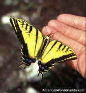 swallowtail butterfly