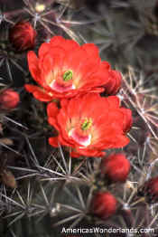 claret cup cactus flower picture
