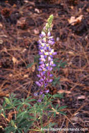 purple flower