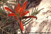 red flower picture