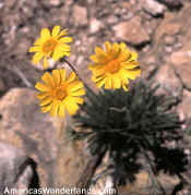 yellow flower