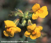 yellow flower picture
