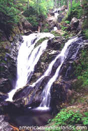 TRAILSIDE FALL olympic national park