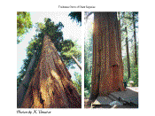 Giant Sequoias - Yosemite National Park