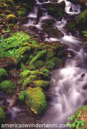 olympic national park washington