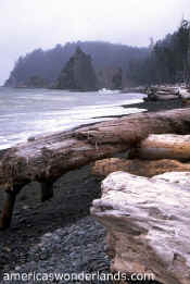 olympic national park beach picture